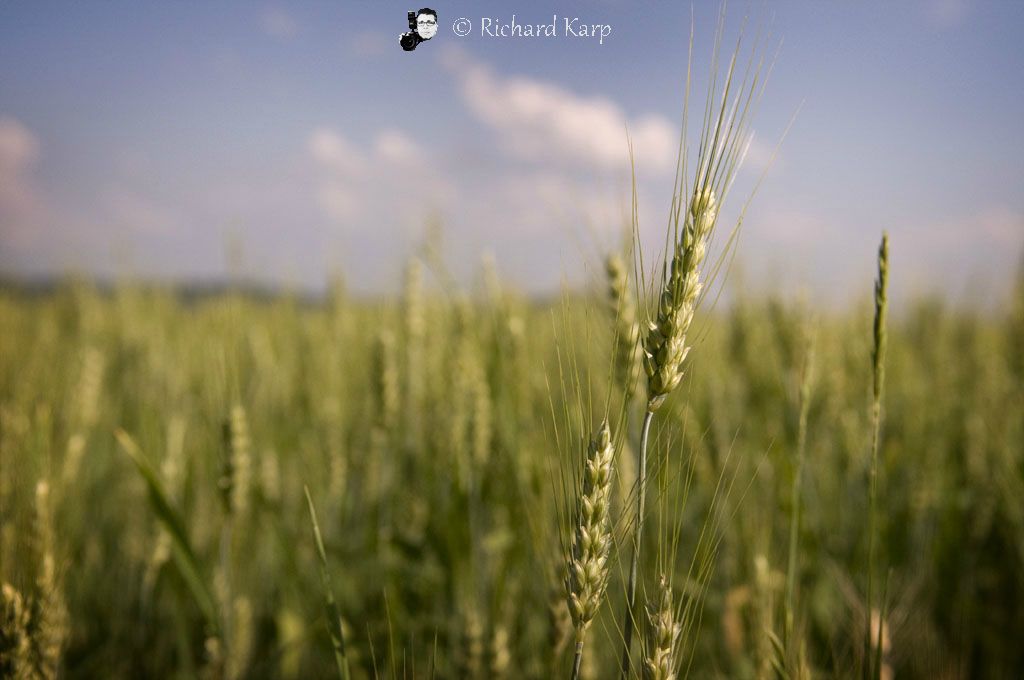 Wheat Field, above Farragut